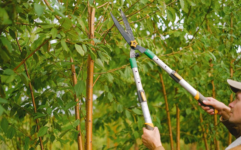 Tree trimming in Rayville, MO